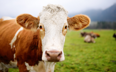 Állatfarm?